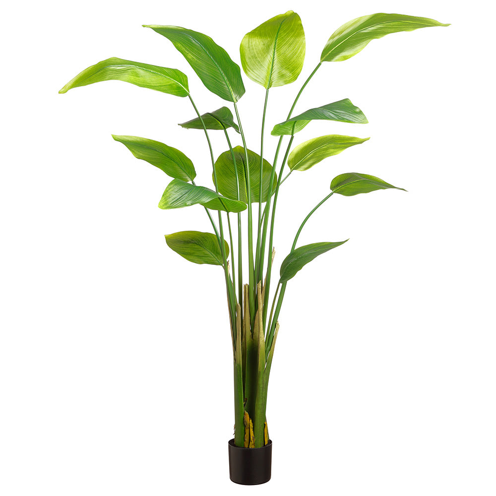 6' Banana Leaf Plant