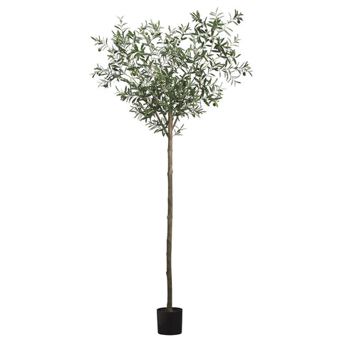 95" Olive Tree
