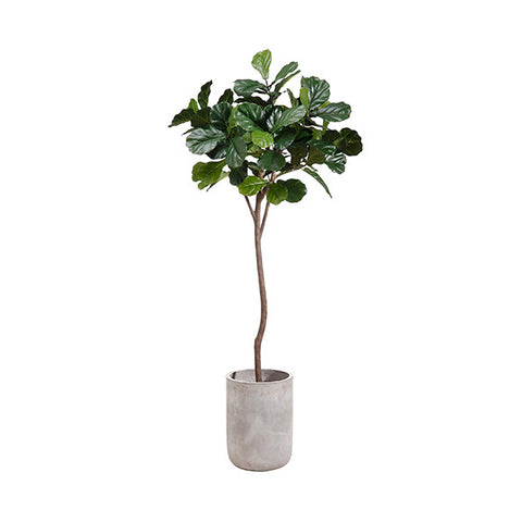 7' Fiddle Leaf Tree in Planter