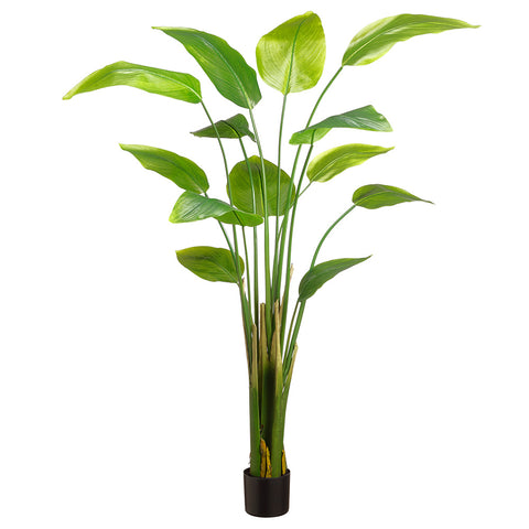 6' Banana Leaf Plant