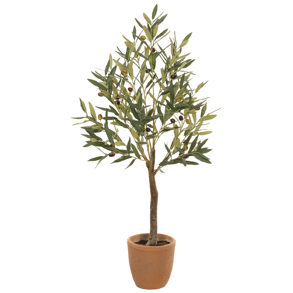 41" Olive Tree