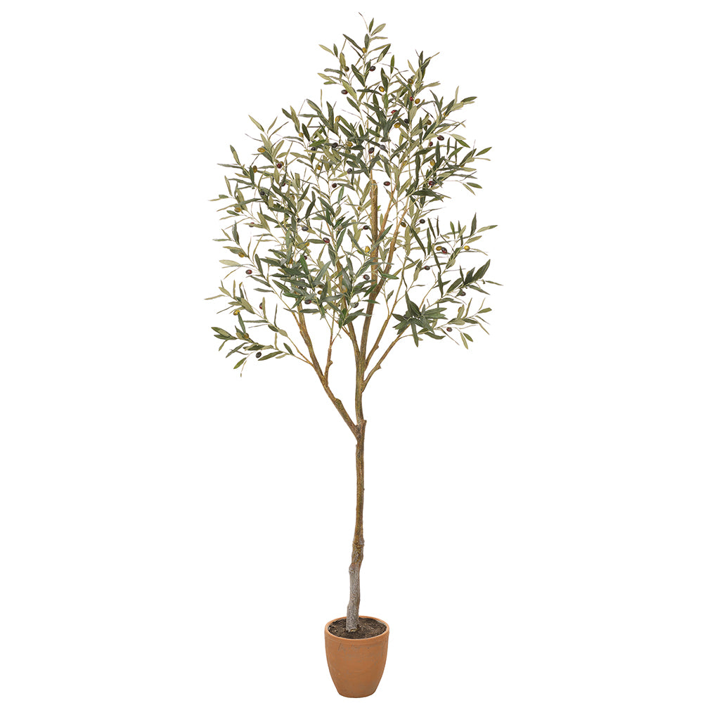 84" Olive Tree