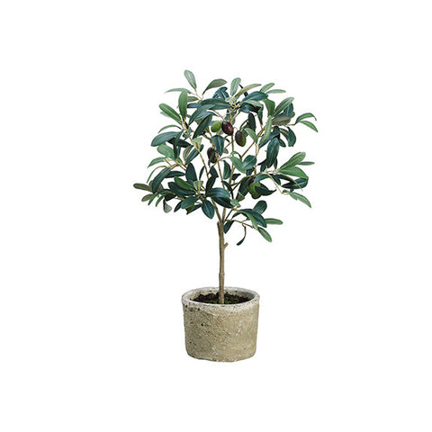 19.5" Olive Tree in Pot