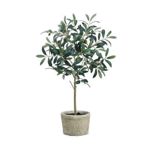 26" Olive Tree in Pot