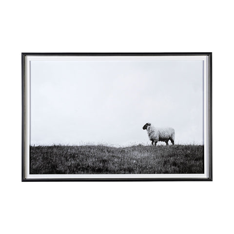 Framed Art - Lone Sheep
